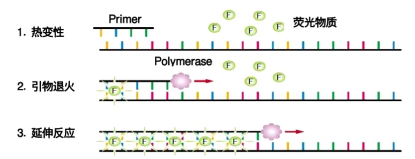 熒光定量PCR