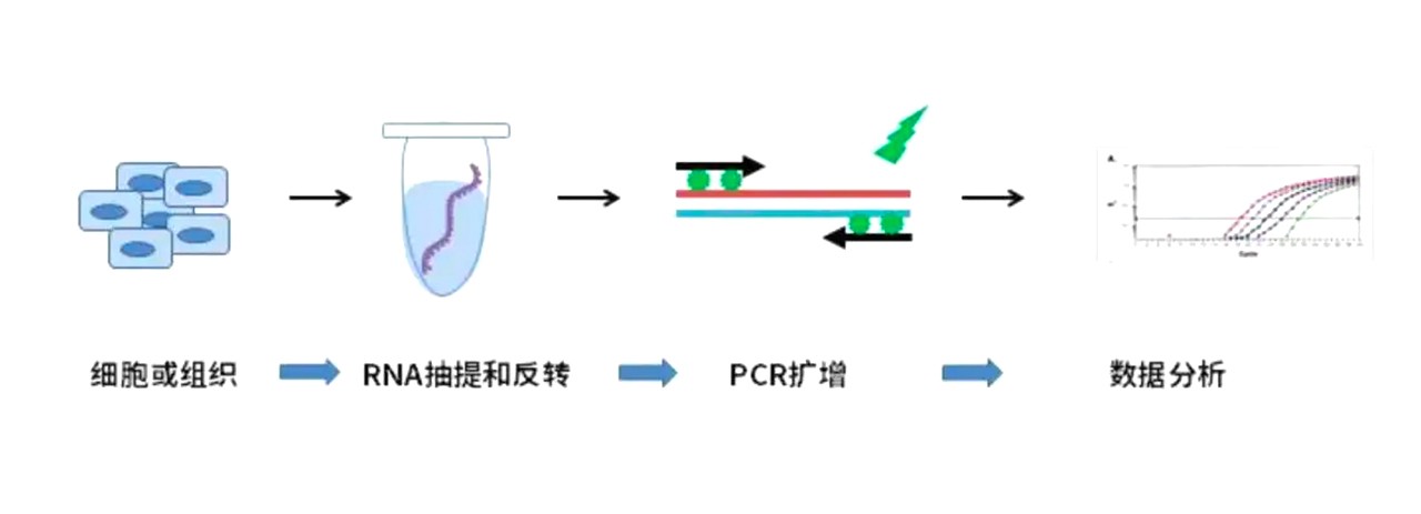 熒光定量PCR實驗過程