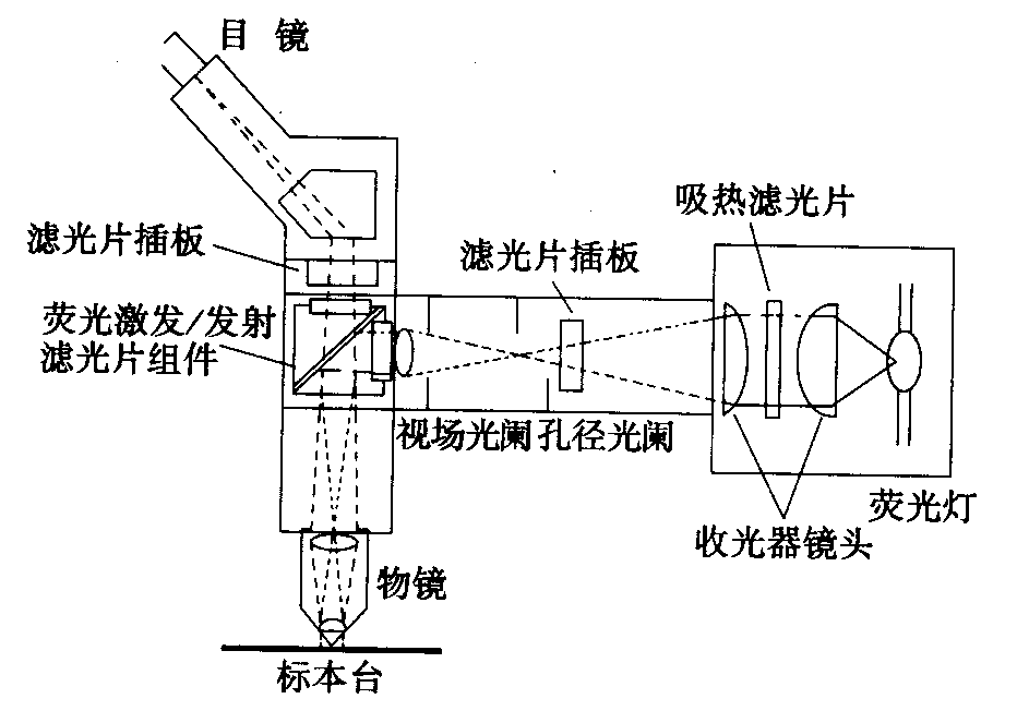 熒光顯微鏡原理圖，激發(fā)濾板和壓制濾色系統(tǒng)